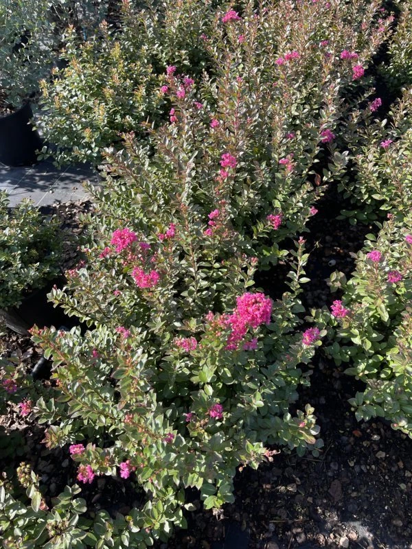 LAGERSTROEMIA