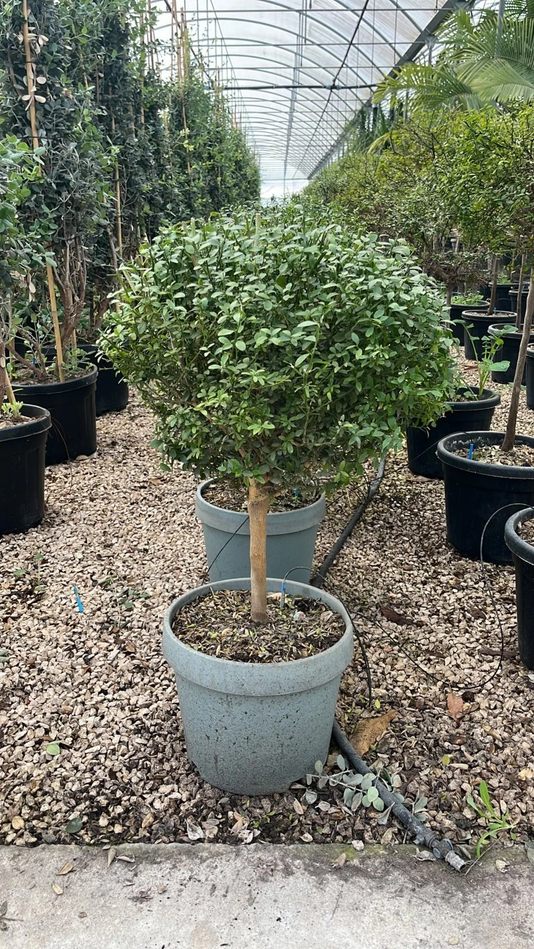 CITRUS