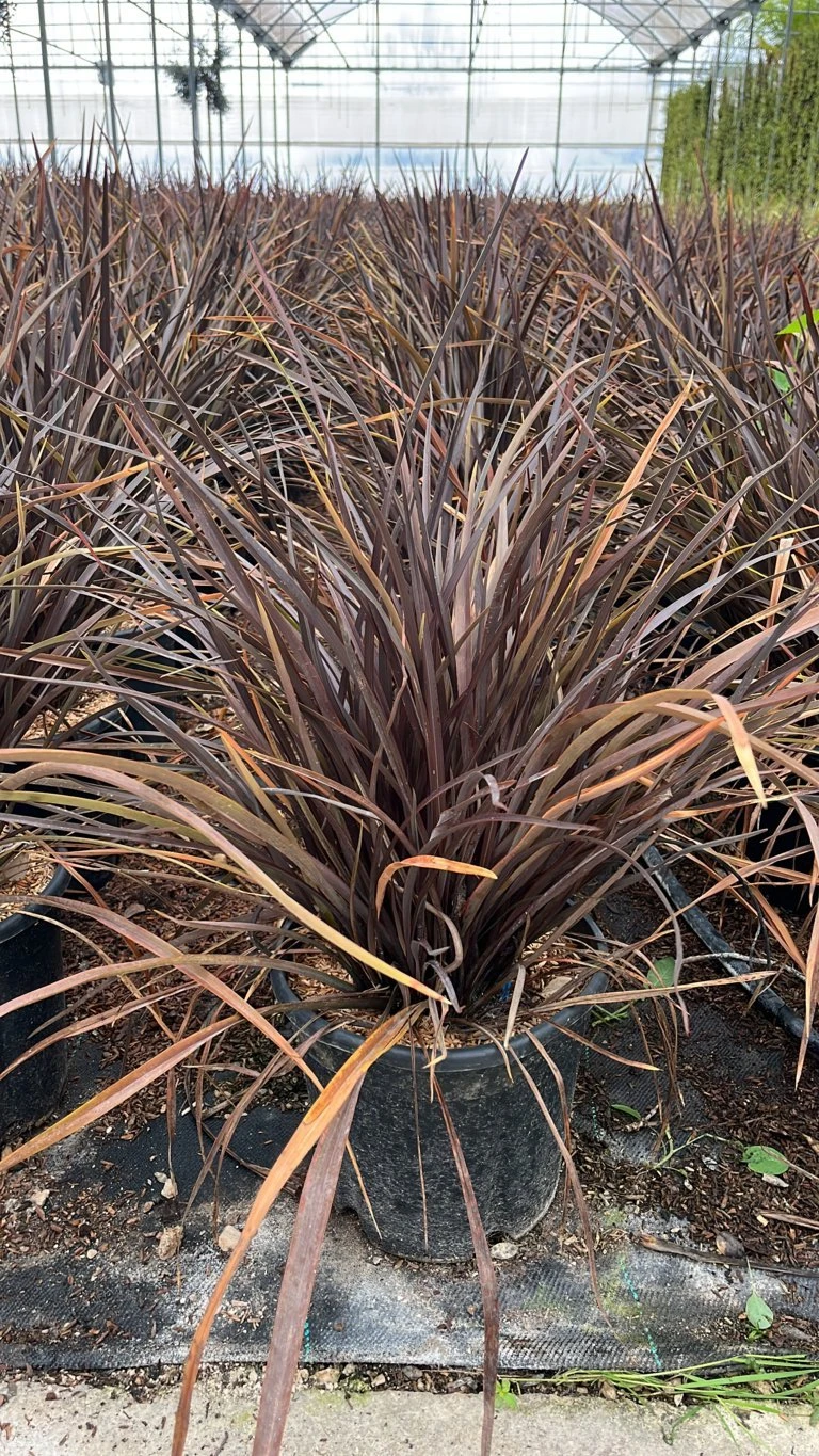 PHORMIUM