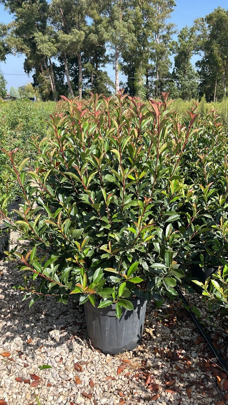 PHOTINIA