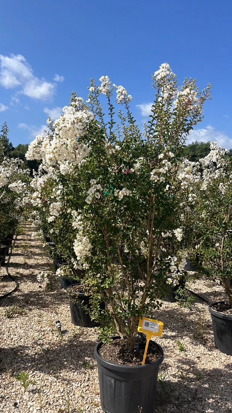 LAGERSTROEMIA