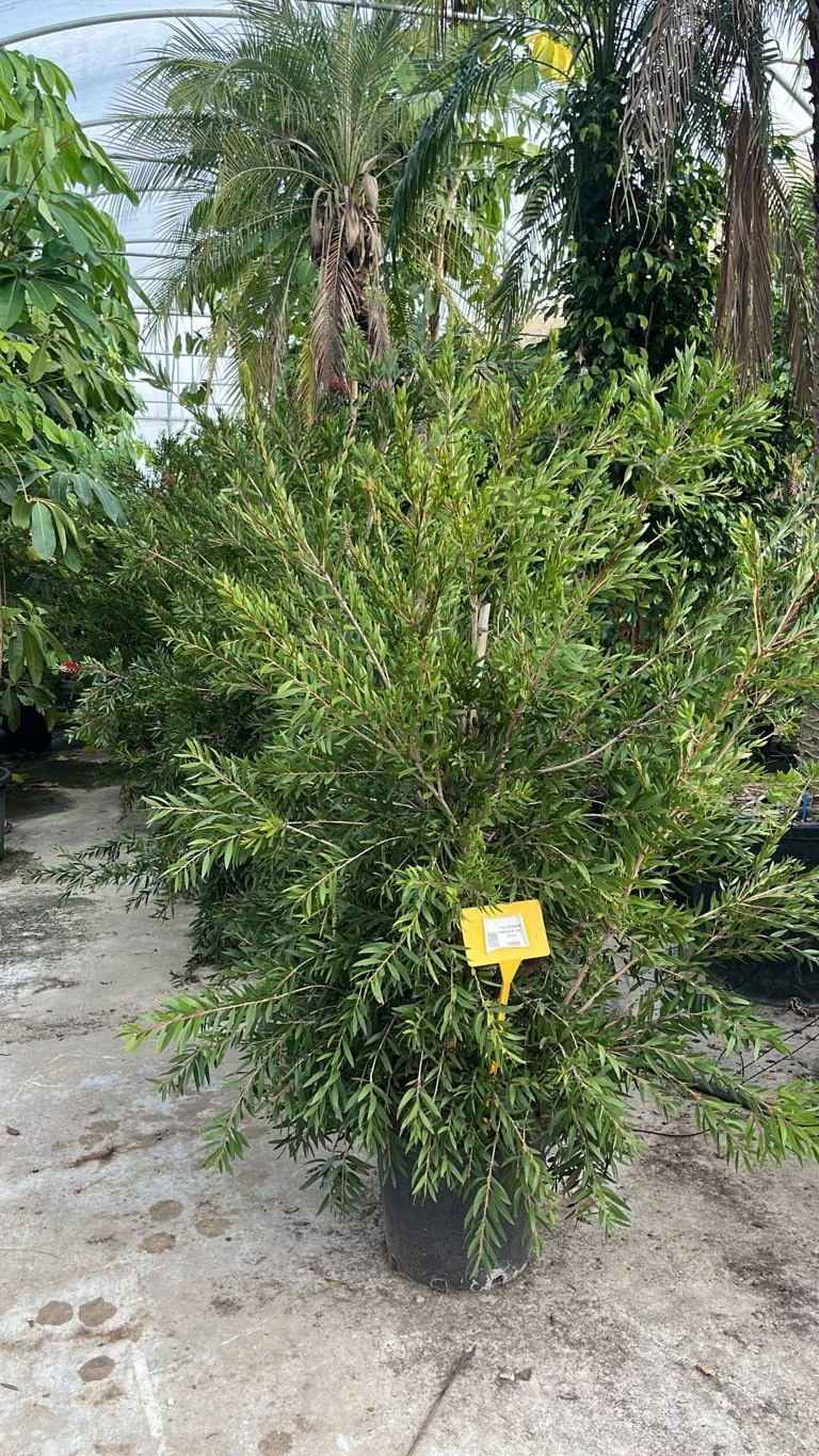 CALLISTEMON