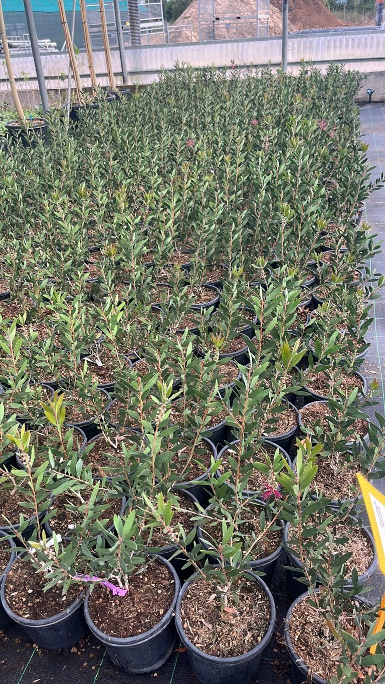 CALLISTEMON