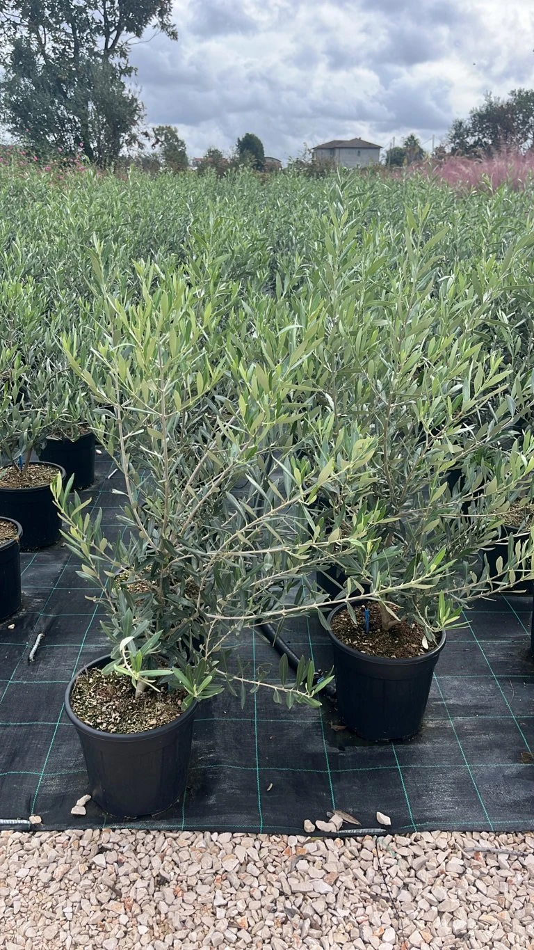 OLEA