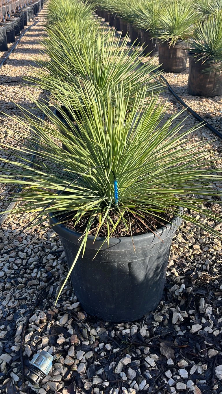 YUCCA