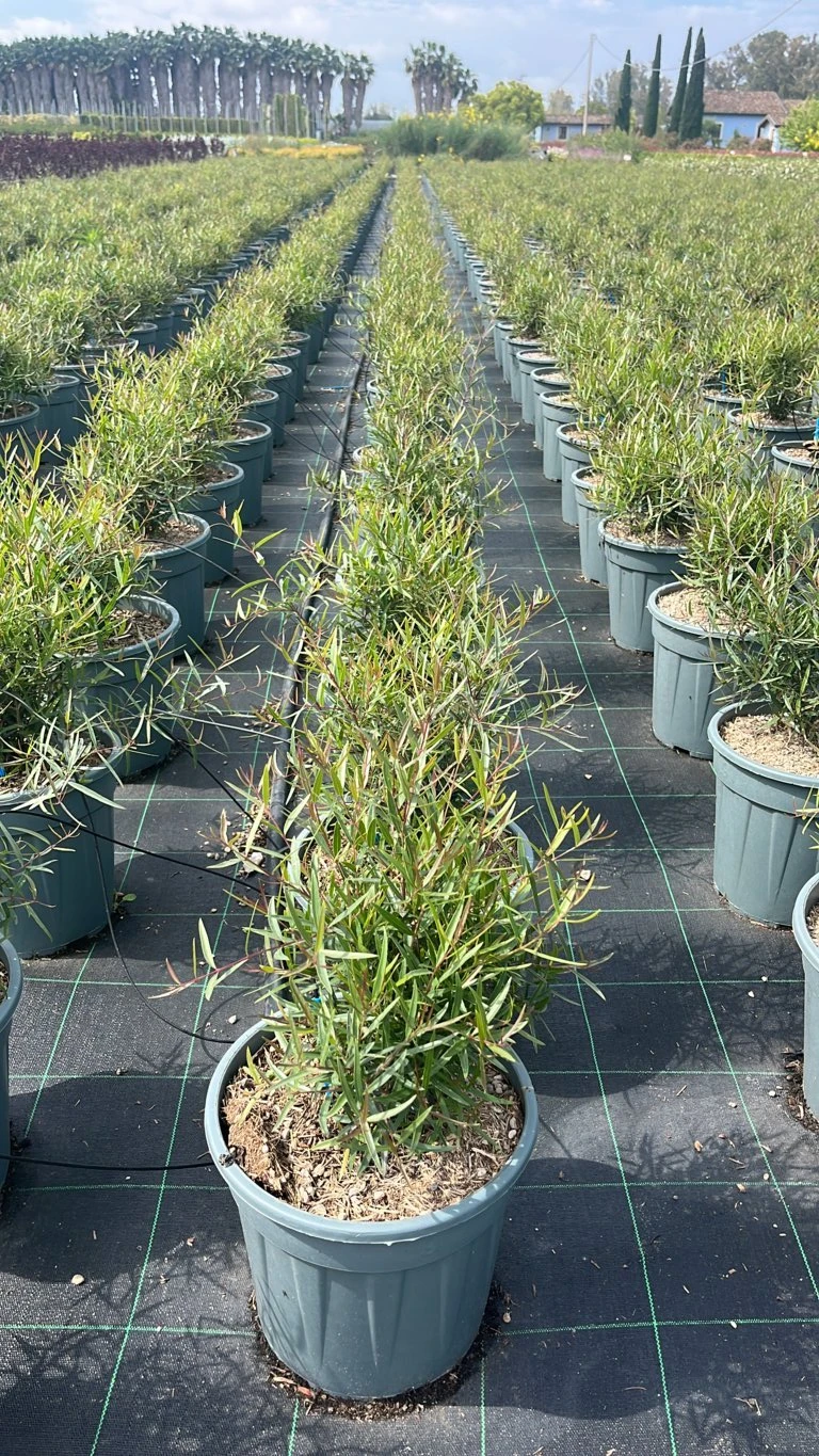 PHYLLIREA