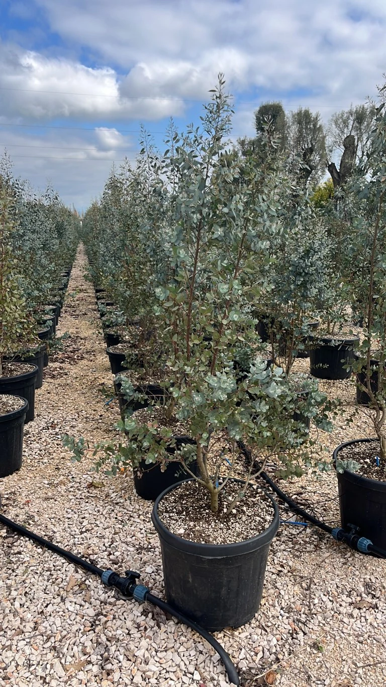 EUCALYPTUS